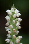 Downy rattlesnake plantain